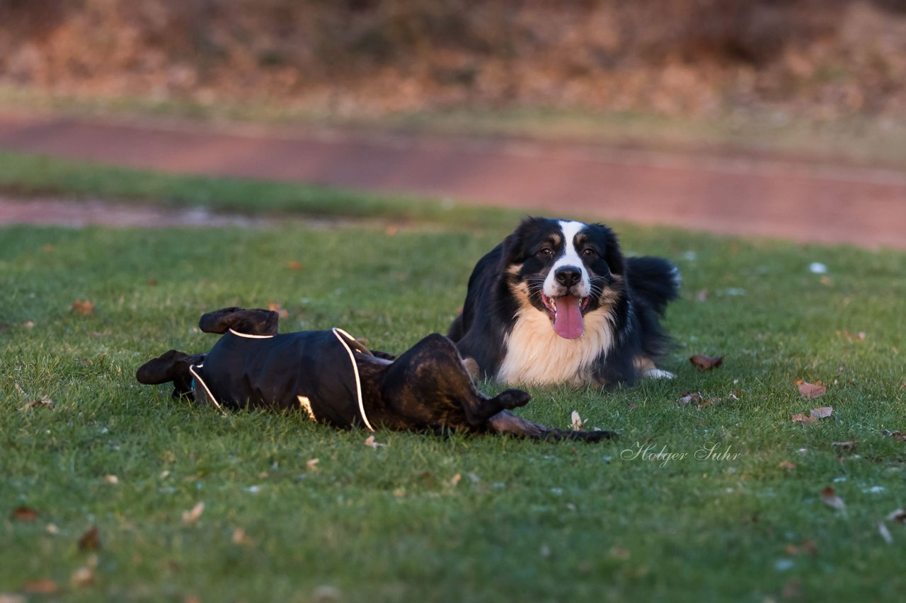 Bild 14 - Hundeshooting